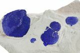 Vibrant Blue Azurite Suns on Siltstone - Australia #361227-1